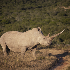 ../images/cmsimages/listing/afp__20230904__33uc3xg__v1__highres__filessafricaconservationrhino-news-1712039957117938.jpg