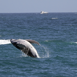 ../images/cmsimages/listing/afp__20240613__34wm9zz__v3__highres__pacificcoastgraywhalesareshrinkingstudyshows-news-1718701092118728.jpg