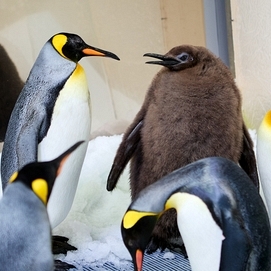 ../images/cmsimages/listing/afp__20240925__36h37b8__v3__highres__australiaanimalpenguinconservation-news-1727264790119743.jpg