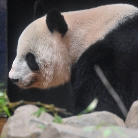 ../images/cmsimages/listing/afp__20240928__36h88k6__v1__highres__japanchinadiplomacyanimalpandas-news-1727506713119774.jpg