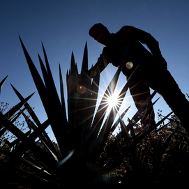 ../images/cmsimages/listing/afp__20250202__36wy3v2__v4__highres__mexicoustarifftradetequilaagave-news-1739520386121135.jpg