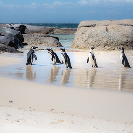 ../images/cmsimages/listing/african-penguinsonthebeach-news-1628601985109993.jpeg