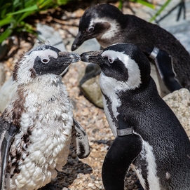 ../images/cmsimages/listing/africanpenguins-news-1592815944105969.jpg