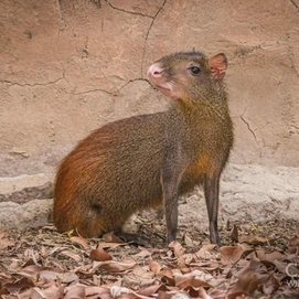 ../images/cmsimages/listing/agouti-news-1718170013118680.jpg