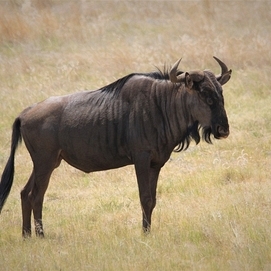 ../images/cmsimages/listing/blackwildebeest-news-1718892504118769.jpg