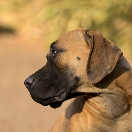 ../images/cmsimages/listing/boerboel-news-1739600556121153.jpg