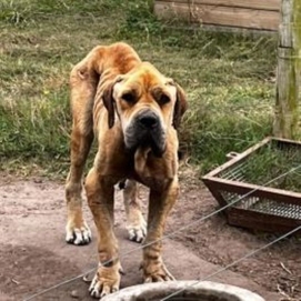 ../images/cmsimages/listing/boerboel-news-1740643257121283.JPG