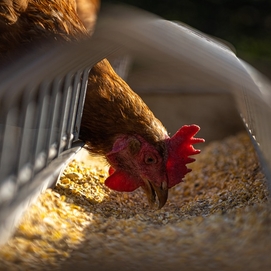 ../images/cmsimages/listing/chickenproduction-news-1674710540114050.jpg