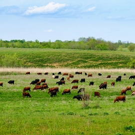 ../images/cmsimages/listing/cows-grazing-on-green-meadow-980426-news-1662633931113003.jpg