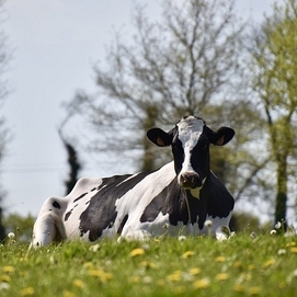 ../images/cmsimages/listing/dairycows-news-1718263391118696.jpg