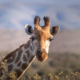 ../images/cmsimages/listing/giraffe-4312090_960_720-news-1666354010113338.jpeg