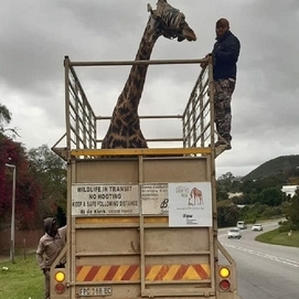 ../images/cmsimages/listing/giraffetransport-news-1655629103112355.jpeg