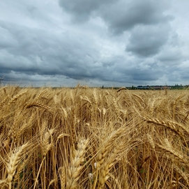 ../images/cmsimages/listing/gold-wheat-field-and-sky-999413-news-1675756074114147.JPG