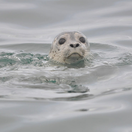 ../images/cmsimages/listing/harbor-seal-facts-news-1662620873112998.jpg