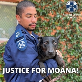 ../images/cmsimages/listing/justicemoana-news-1651745762112016.jpeg