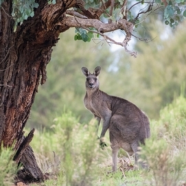 ../images/cmsimages/listing/kangaroo-news-1720676944118934.jpg