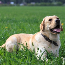 ../images/cmsimages/listing/labrador-retriever-on-the-grass-731769-news-1622803749109463.jpg