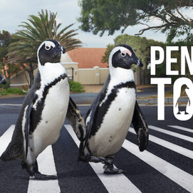 ../images/cmsimages/listing/penguin-town-three-penguins-walking-across-zebra-crossing-red-rock-films-international-and-netflix-news-1655882858112378.png