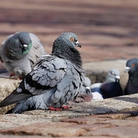 ../images/cmsimages/listing/pigeons-news-1658914090112640.jpeg