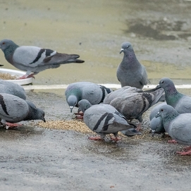 ../images/cmsimages/listing/pigeons-news-1701760773116879.jpg