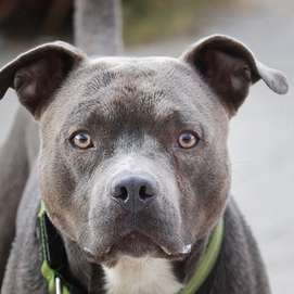 ../images/cmsimages/listing/pitbulls-news-1681359680114697.jpg