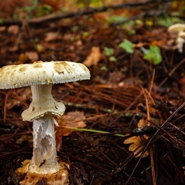 ../images/cmsimages/listing/poisonmushroom-news-1698986867116518.jpg