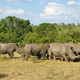 ../images/cmsimages/listing/rhino-sanparks-news-1671782804113845.jpg