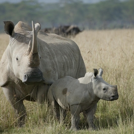 ../images/cmsimages/listing/rhinopoaching-news-1609343275107996.jpg