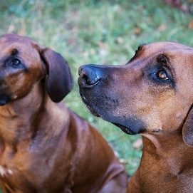 ../images/cmsimages/listing/rhodesian-ridgeback-news-1715600451118340.jpg