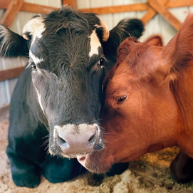 ../images/cmsimages/listing/screenshot2024-05-27at11-42-07thegentlebarn-thegentlebarn--instagramphotosandvideos-news-1716803198118501.png