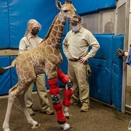 ../images/cmsimages/listing/skynews-giraffe-san-diego-zoo-wildlife_5770118-news-1653643576112184.jpg