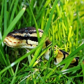 ../images/cmsimages/listing/snakeinthegrass-news-1620302901109225.jpeg