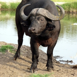 ../images/cmsimages/listing/water-buffalo-news-1723633388119293.jpeg