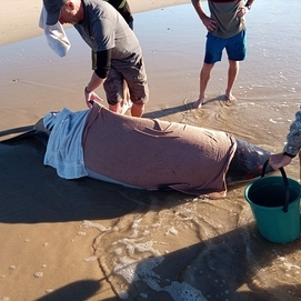 ../images/cmsimages/listing/whalestranding-news-1650970472111941.jpeg