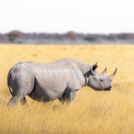 ../images/cmsimages/listing/whiterhino-news-1727330513119751.jpg