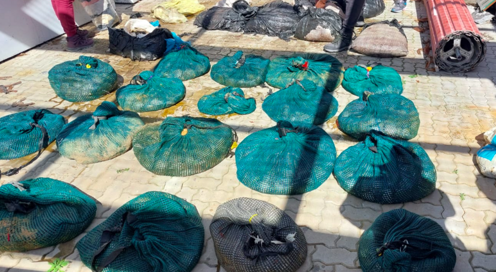 Abalone Worth Over R1m Seized In Gqeberha