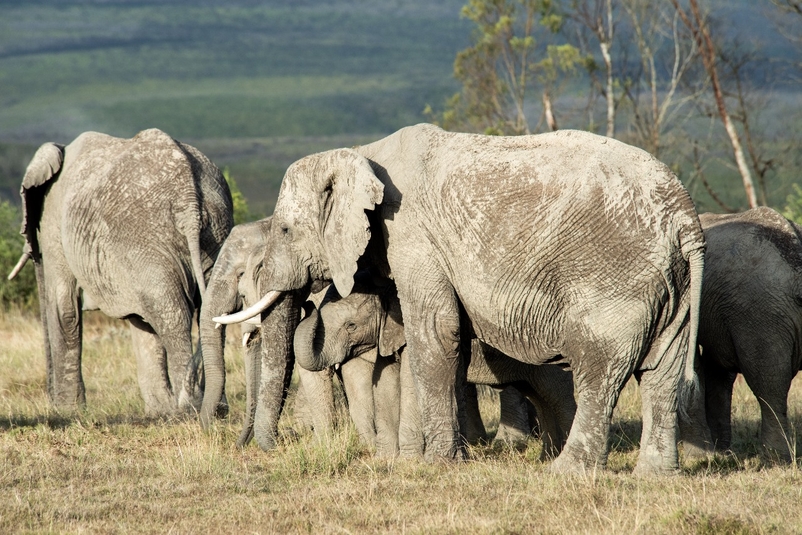 Tragedy at Private Game Reserve as guide is killed near Mossel Bay